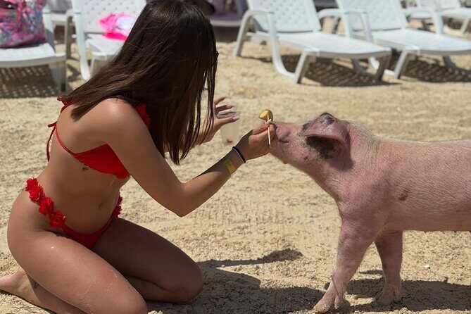 The Ultimate Bahamian Beach Day: Pigs, Jet Ski, Snorkeling & More - Who Will Love This Tour?