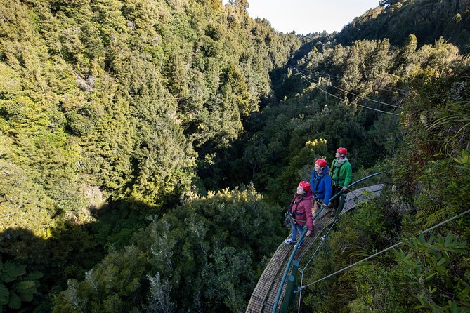 The Ultimate Canopy Zipline Experience Private Tour From Auckland - Ancient Forest Landscape