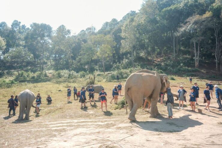 The Ultimate Elephant Experience and Coffee Workshop - Activity Details