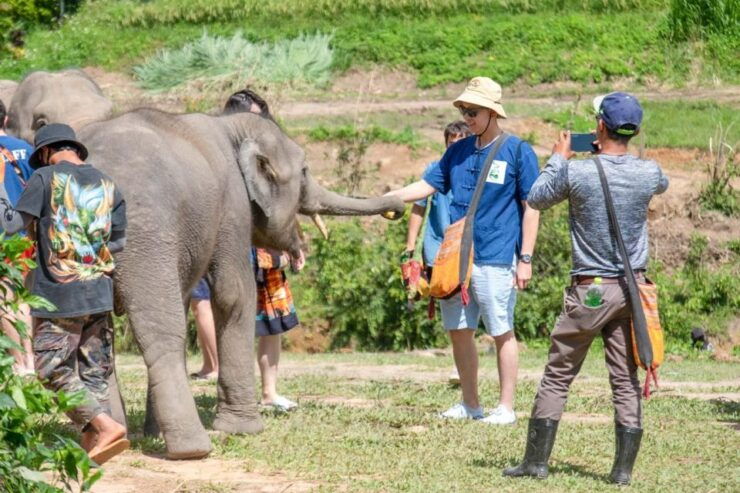 The Ultimate Elephant Experience and Coffee Workshop - Elephant Interaction Experience