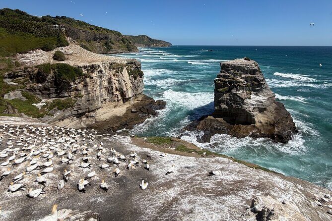 The Ultimate Muriwai Gannet Colony Experience Private Tour - Good To Know