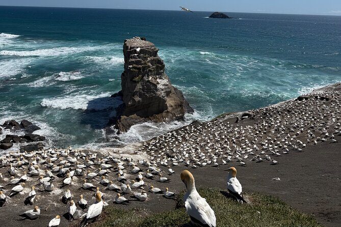The Ultimate Muriwai Gannet Colony Experience Private Tour - Practical Tips for Booking and Enjoying the Tour