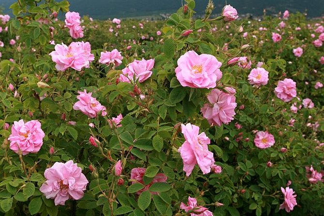 The Valley of the Roses and Koprivshtitsa - Cancellation Policy Information