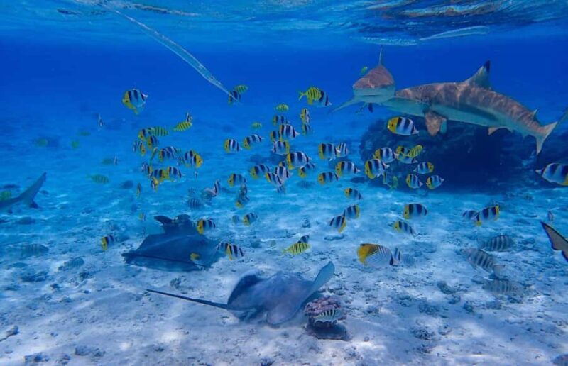The Vanilla tour of Taha'a in a comfy outrigger canoe - Who Is This Tour Best For?