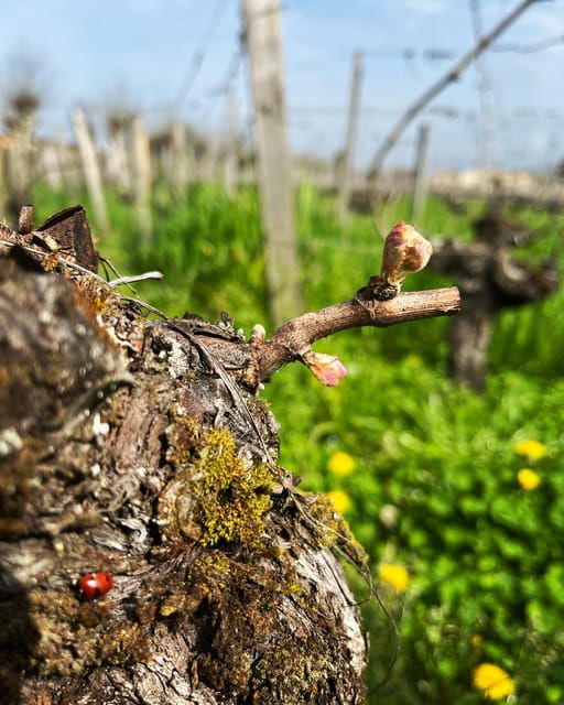 The Vertical at Château Cruzeau - Booking and Pricing Details