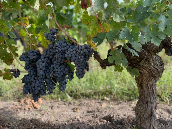 The Vertical at Château Cruzeau - Accessibility and Cancellation Policy