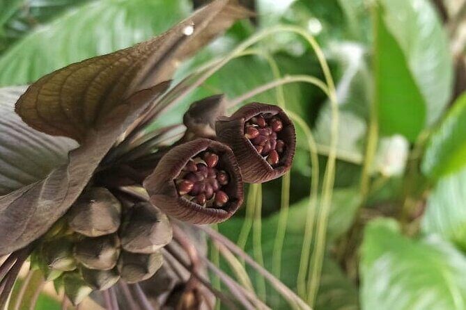 The village crossing and forest hike to old waterfalls  Makandawa Rainforest - Exploring the Makandawa Rainforest Tour