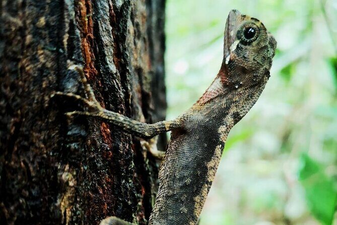 The village crossing and forest hike to old waterfalls  Makandawa Rainforest - Who Would Enjoy This Tour?