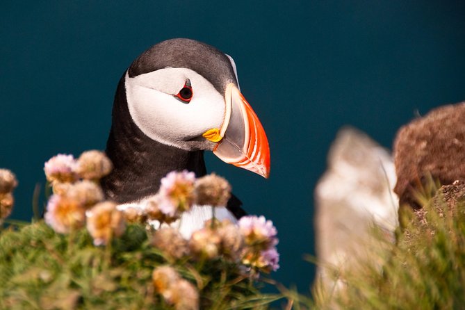 The Westman Islands Private Tour From Reykjavik - Additional Details