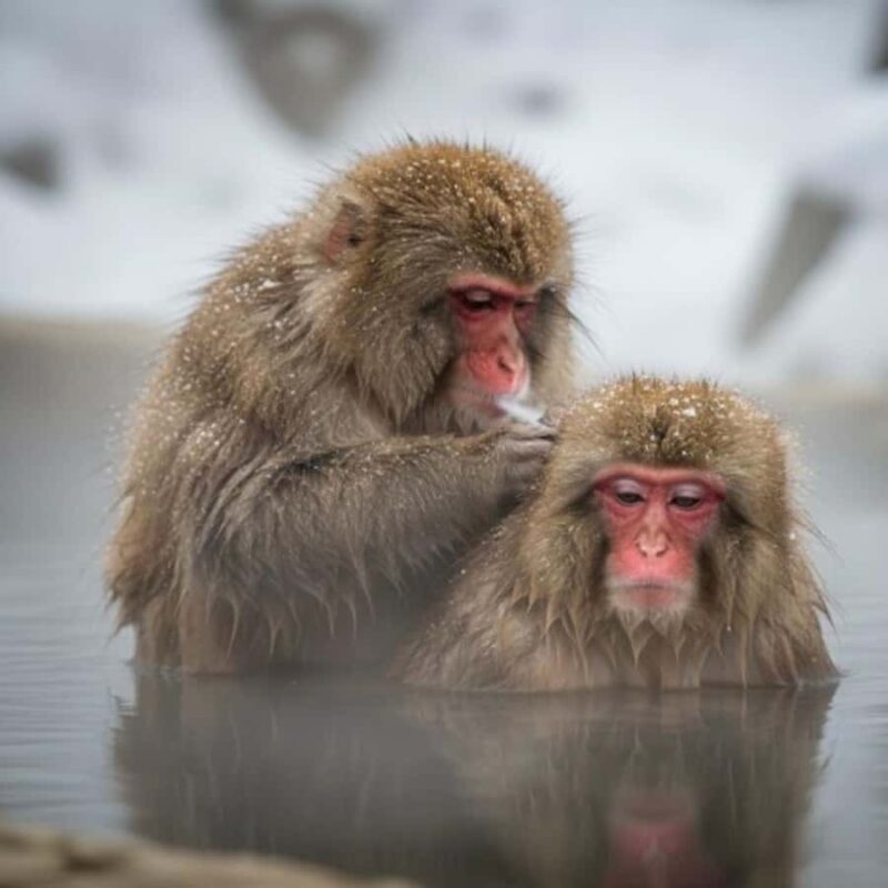 The White Alps Route: Private Nagano Escape from Tokyo - Weather and Season Considerations