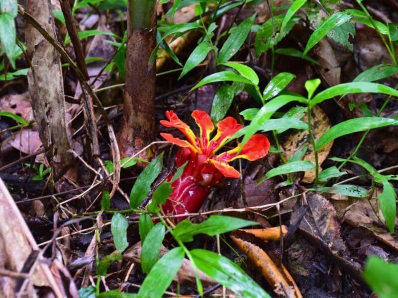 The Wilds: Khao Yai Trekking and Stargazing 2-Day Tour - Practicalities and Tips