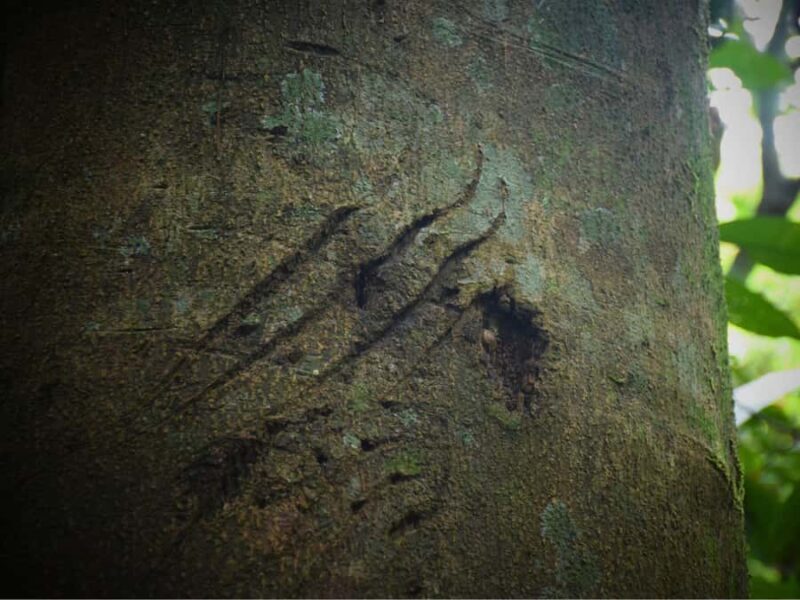 The Wilds: Khao Yai Trekking and Stargazing 2-Day Tour - Practical Details and Value