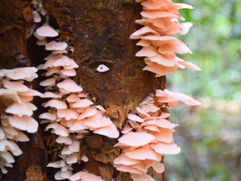 The Wilds: Khao Yai Trekking and Stargazing 2-Day Tour - Who Is This Tour Best For?