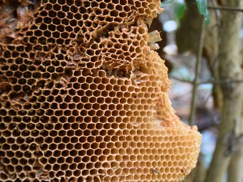 The Wilds: Khao Yai Trekking and Stargazing 2-Day Tour - Final Thoughts