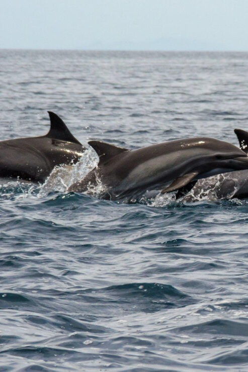 THE WINDOW: OCEAN SAFARI & CERRALVO ISLAND 2 PEOPLE PACKAGE - Good To Know