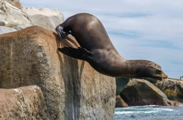 THE WINDOW: OCEAN SAFARI & CERRALVO ISLAND 2 PEOPLE PACKAGE - Additional Information