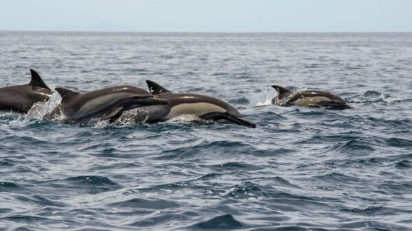 THE WINDOW: OCEAN SAFARI & CERRALVO ISLAND 2 PEOPLE PACKAGE - Frequently Asked Questions