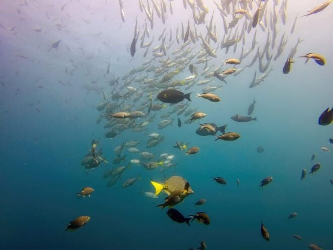 THE WINDOW: SCUBA DIVING CERTIFIED DIVERS 3 PEOPLE PACKAGE - Participant Requirements