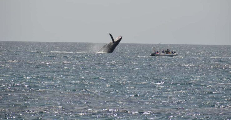 The Window: Whale-Watching Tour 2 People Package - Good To Know