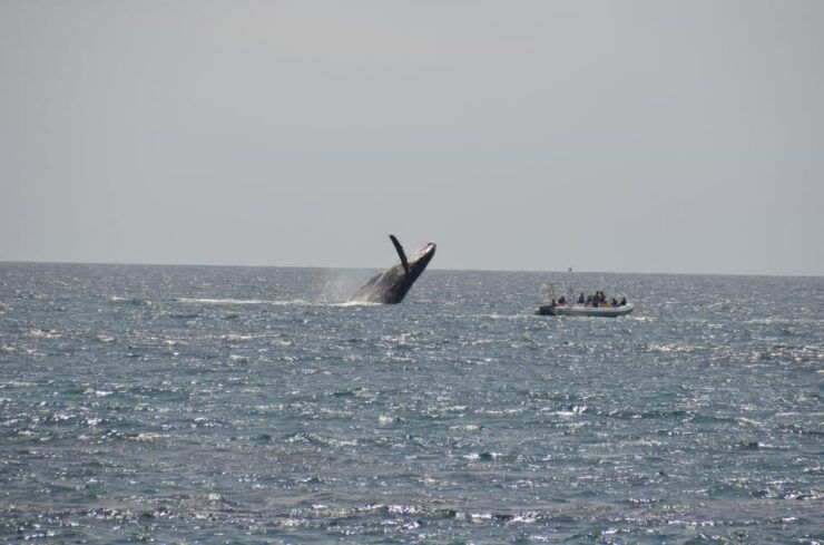 The Window: Whale-Watching Tour 2 People Package - Experience Highlights