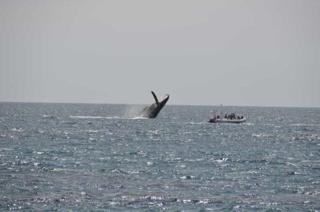 The Window: Whale-Watching Tour 2 People Package - Itinerary Details