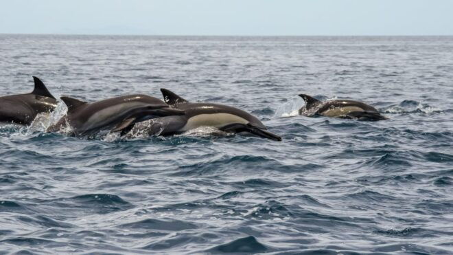 The Window: Whale-Watching Tour 2 People Package - Inclusions