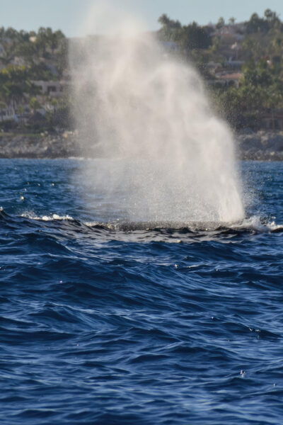 The Window: Whale-Watching Tour 2 People Package - Meeting Point
