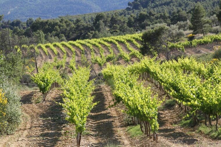 The Wines of Provence.... a Must to Discover ! - Catering to All Cycling Levels and Abilities