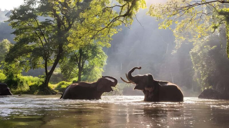 Thekkady Adventure: Off-Road Jeep Safari & Vagamon Tour - Good To Know