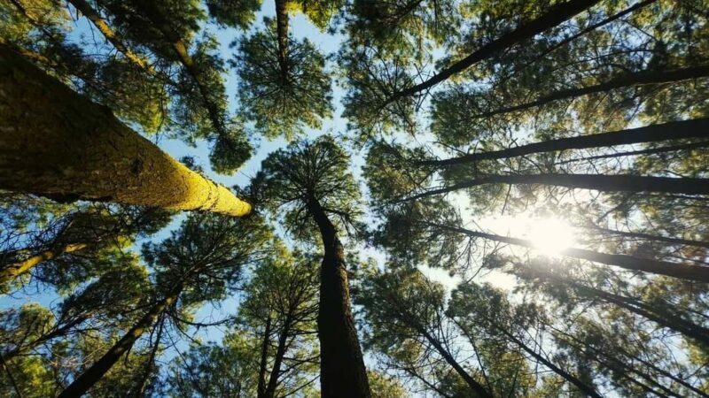 Thekkady Adventure: Off-Road Jeep Safari & Vagamon Tour - Practical Tips for Travelers