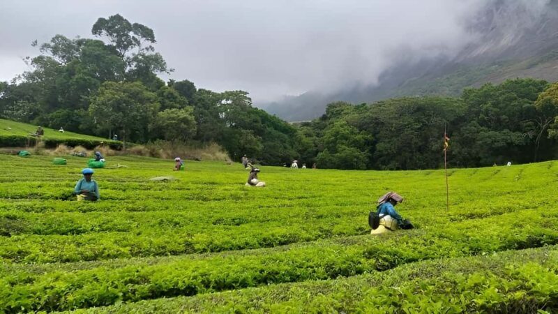 Thekkady Adventure: Off-Road Jeep Safari & Vagamon Tour - FAQ