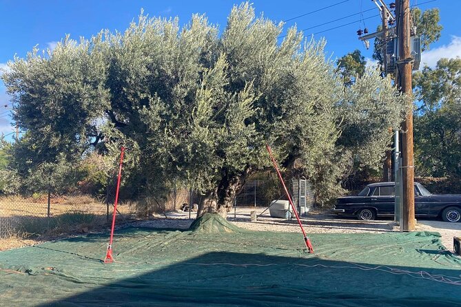 Thermal Lake Olive Oil Tasting Poseidon Temple Private Day Tour - Additional Services Available