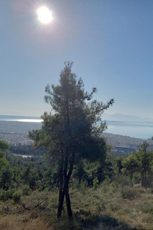 Thessaloniki E-MTB SHEIH SOU- CYCLING - Activity Details