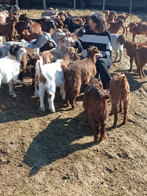 Thessaloniki: Visit a Farm and a traditional Village - What You Need to Know
