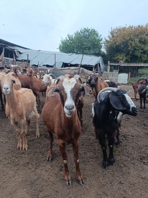 Thessaloniki: Visit a Farm and a traditional Village - Insights from Actual Participants