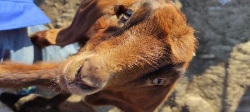 Thessaloniki: Visit a Farm and a traditional Village - The Sum Up: Who Will Love This Experience?