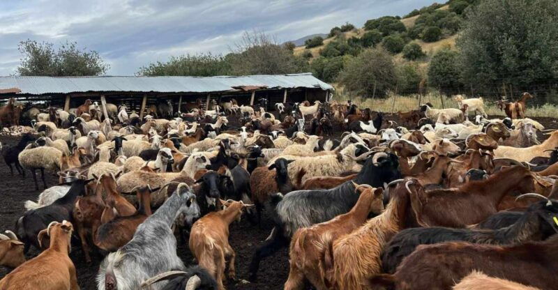 Thessaloniki: Visit a Farm and a traditional Village - FAQ