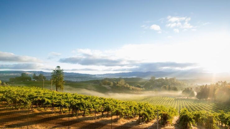 Thessaloniki:Private Wine Tour to Ktima Gerovassiliou - Good To Know