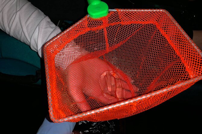 Thousand Islands Bioluminescent Kayak Tour With Cocoa Kayaking! - Common Questions