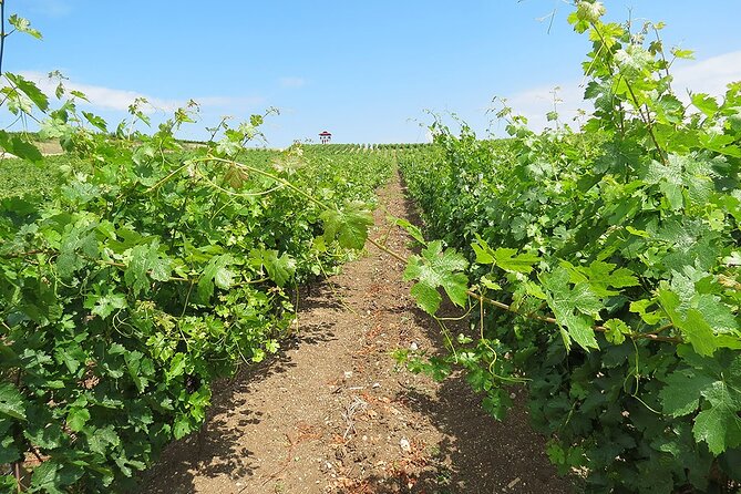 Thracian Valley Wine Tasting - Private Day Tour From Plovdiv - Booking Information