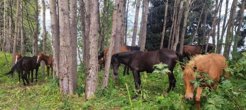 Three Brothers Peak and Kok Zhailyau: Path to the Clouds - Practical Details and What You Need to Know  