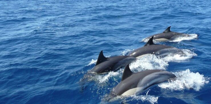 Three-Day Weligama Whale Watching Expedition - Activity Duration