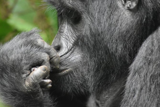 Three Days Gorilla Safaris In Uganda - Pickup Information
