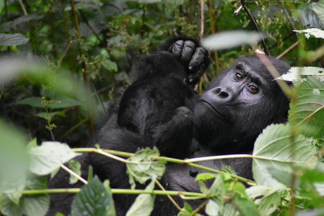 Three Days Gorilla Safaris In Uganda - Group Size Limit