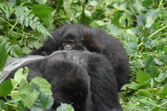 Three Days Gorilla Safaris In Uganda - Reviews and Ratings