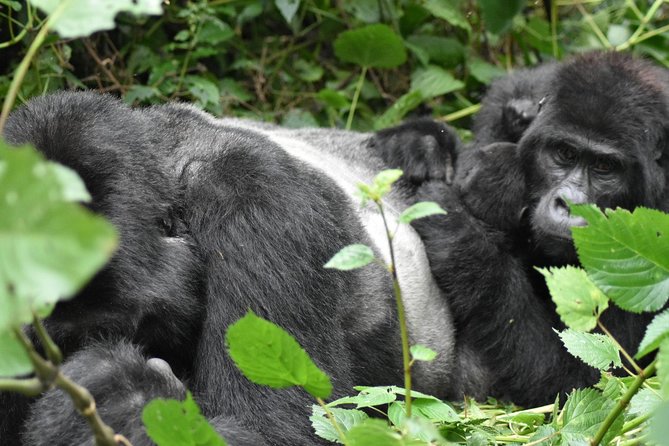Three Days Gorilla Safaris In Uganda - Additional Information