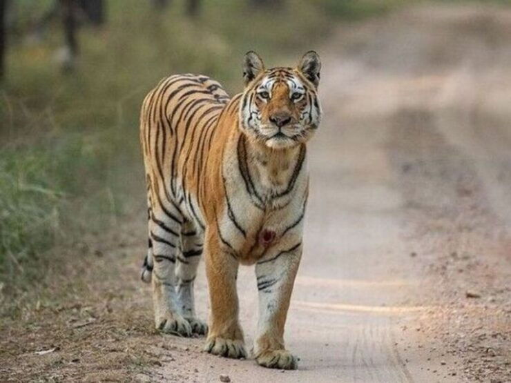 Three Days Jim Corbett National Park Tour - Tour Details