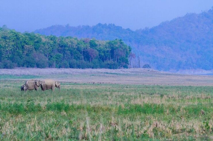 Three Days Jim Corbett National Park Tour - Itinerary