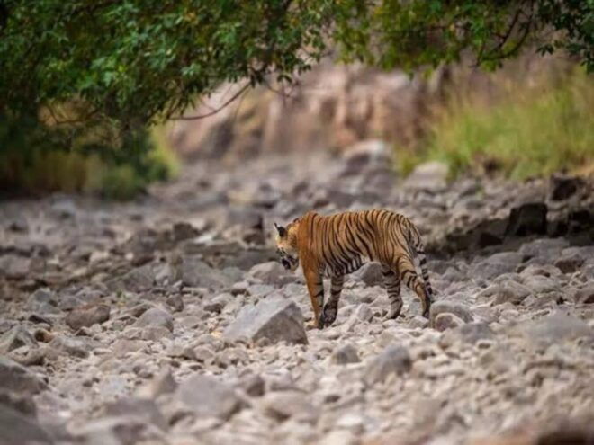 Three Days Jim Corbett National Park Tour - Reviews