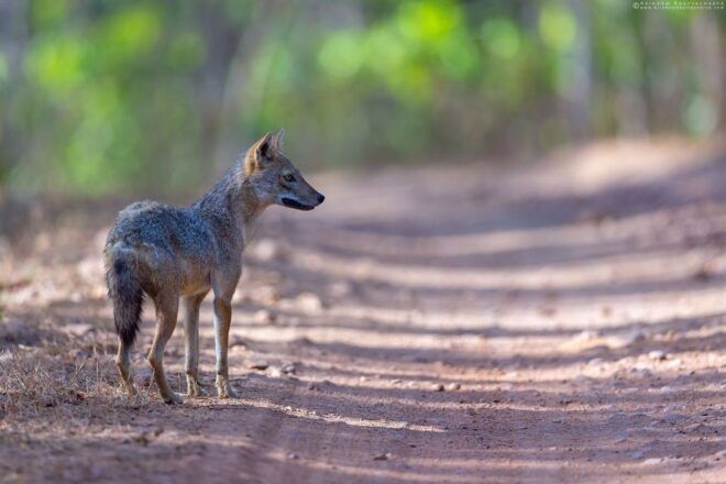 Three Days Jim Corbett National Park Tour - Directions